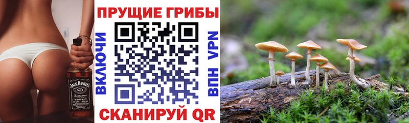 Галлюциногенные грибы Cubensis  купить закладку  Карасук 